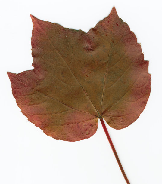 秋天的叶子图片下载