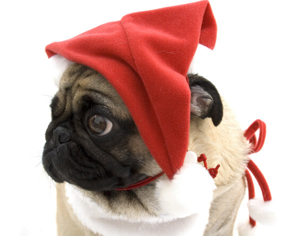 假日哈巴狗图片下载