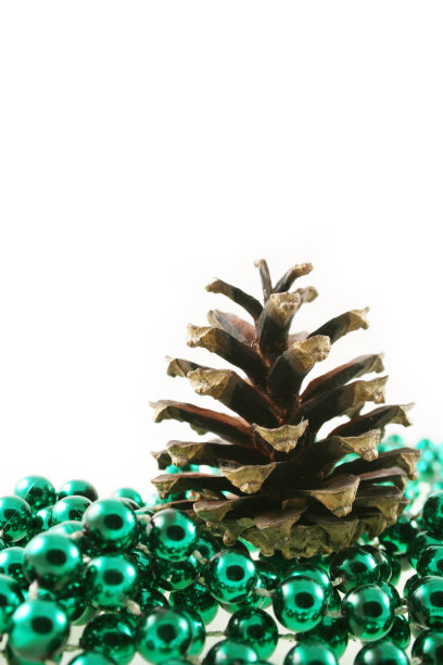 松果和松球图片下载