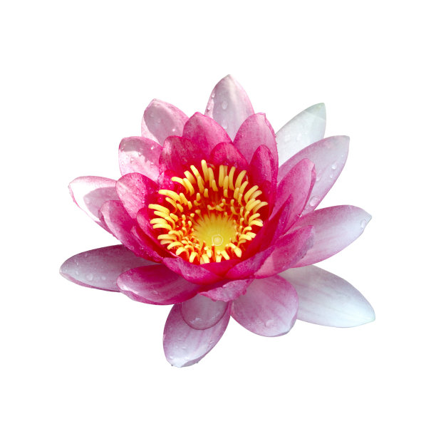 孤立的荷花与水滴图片下载