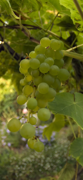 葡萄藤上的葡萄图片下载