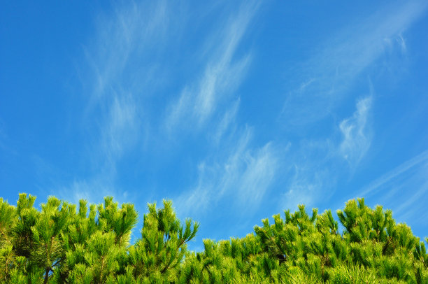 松树的顶端图片下载