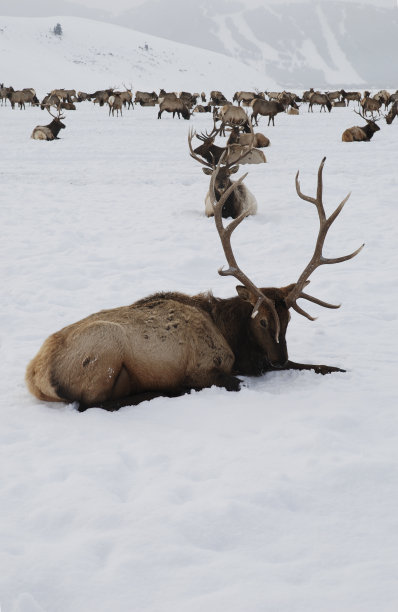 暴风雪中的麋鹿图片下载