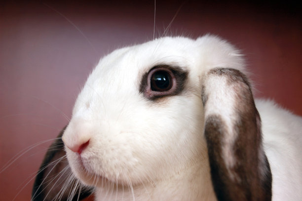 利特尔的兔子图片下载