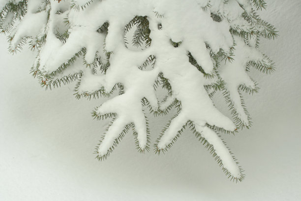 雪云杉图片下载