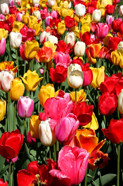 郁金香花园图片下载