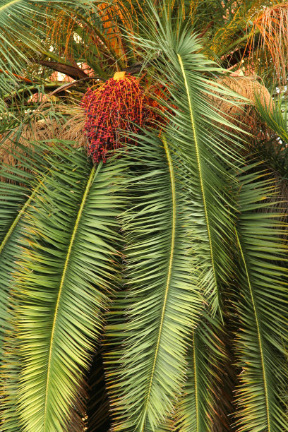 棕榈叶图片下载