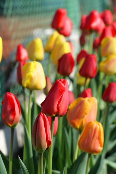 郁金香图片下载