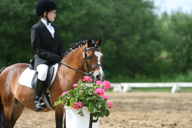 小马和小女孩…图片下载