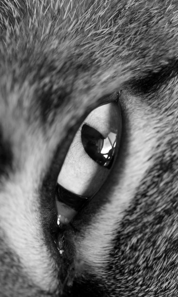 鹰的猫。图片下载