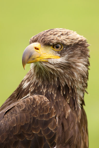 一只年轻的秃鹰的肖像图片下载