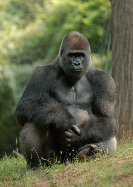 你在跟我说话吗?图片下载