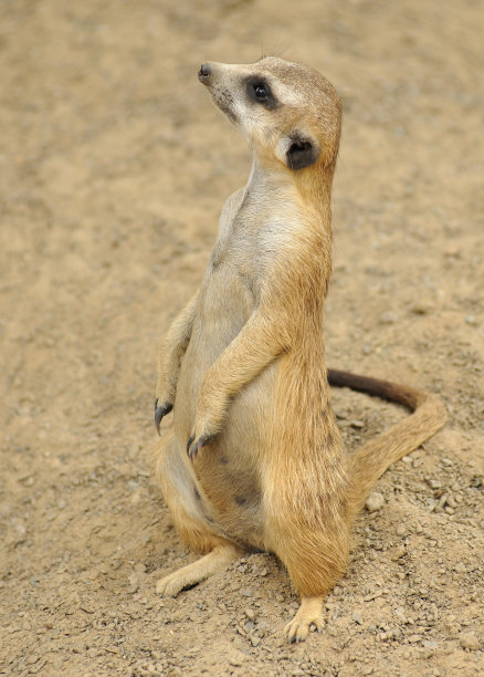 猫鼬站图片下载