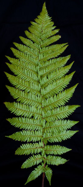在黑色背景上的蓬加蕨图片下载