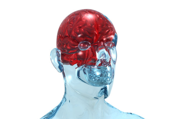 人类的大脑图片下载