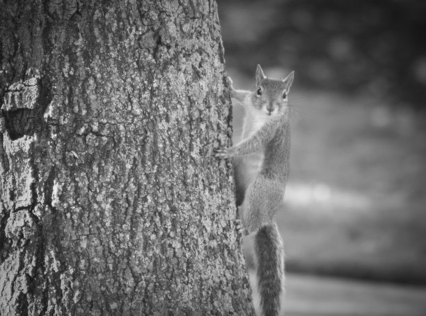 树上的松鼠图片下载