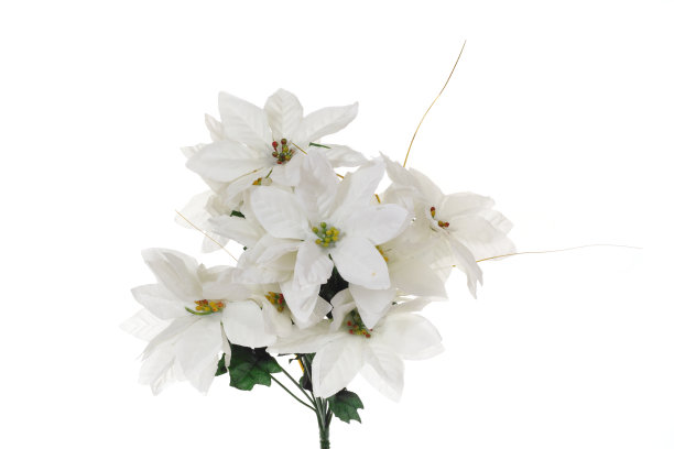 束鲜花图片下载