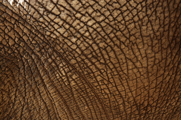 象隐藏纹理图片下载