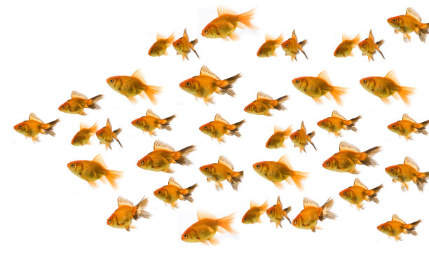 群金鱼图片下载