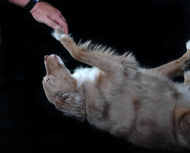 澳大利亚牧羊犬图片下载