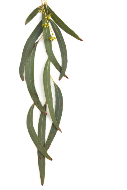 桉树叶图片下载