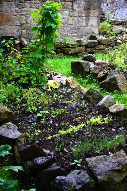 草的花园图片下载