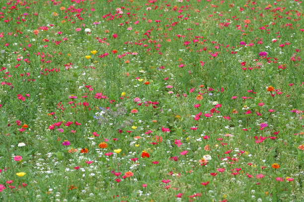 五颜六色的野花。图片下载