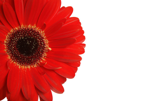 非洲菊细节上的白色图片下载