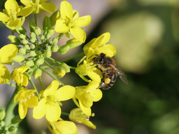 蜜蜂和花1图片下载