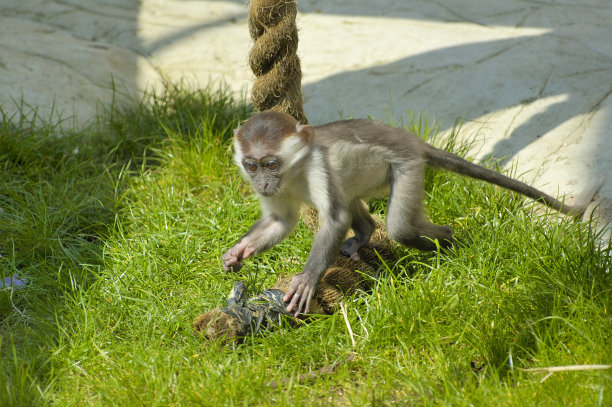 动物园里的猴子图片下载
