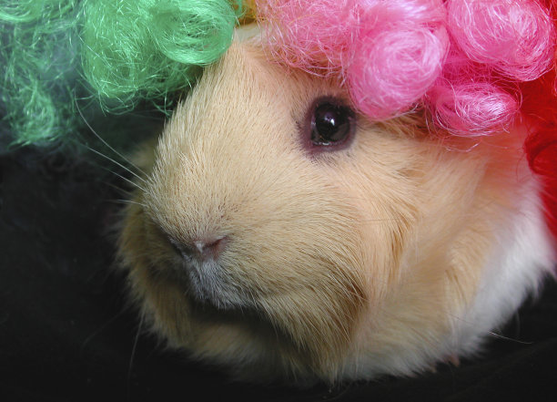 戴小丑假发的豚鼠图片下载