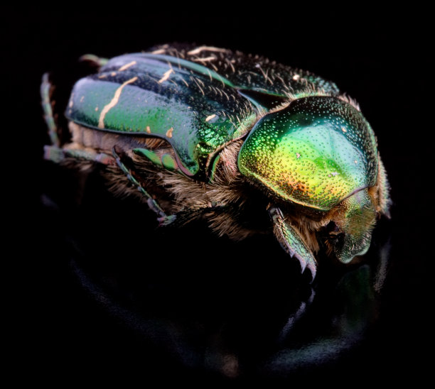 玫瑰金龟子图片下载