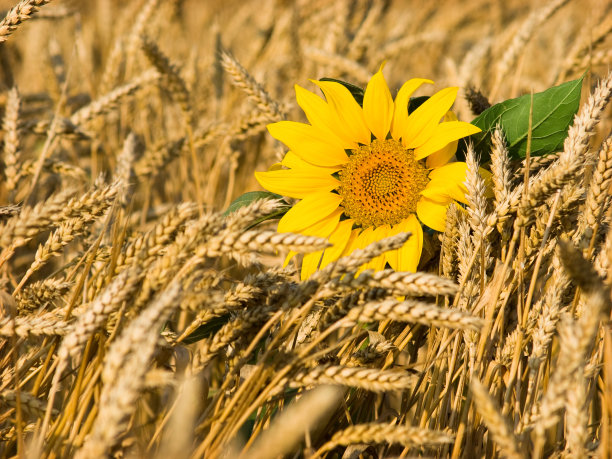 向日葵图片下载