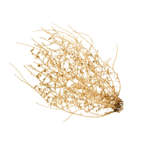 干燥的风滚草布什图片下载