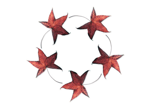 秋叶圆图片下载