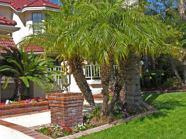 房子前面有棕榈树图片下载