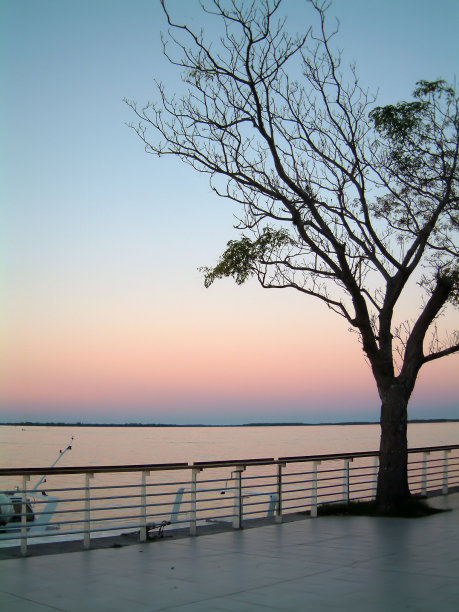 孤独的树图片下载