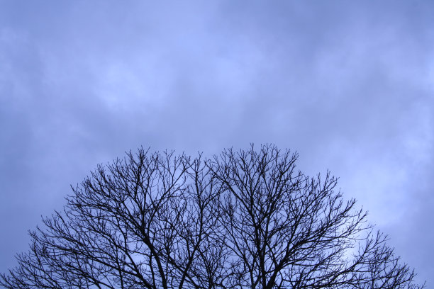 戏剧性的树图片下载