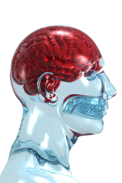 人类的大脑图片下载