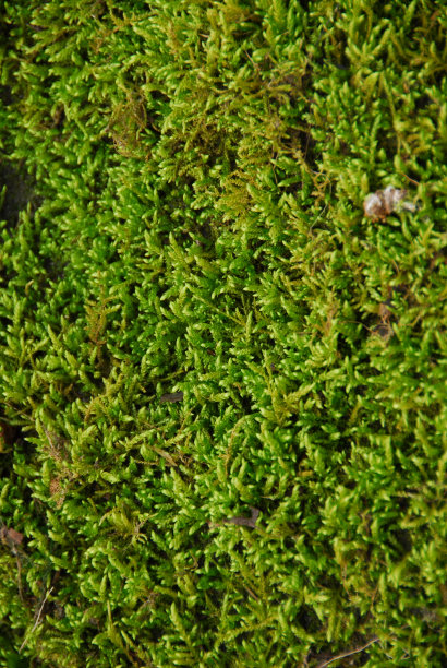 草质地图片下载