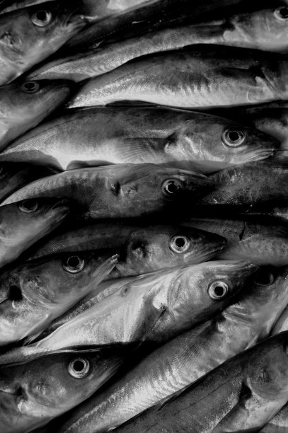 哈多克斯布图片下载