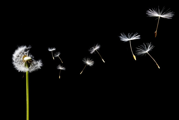 风中的蒲公英图片下载