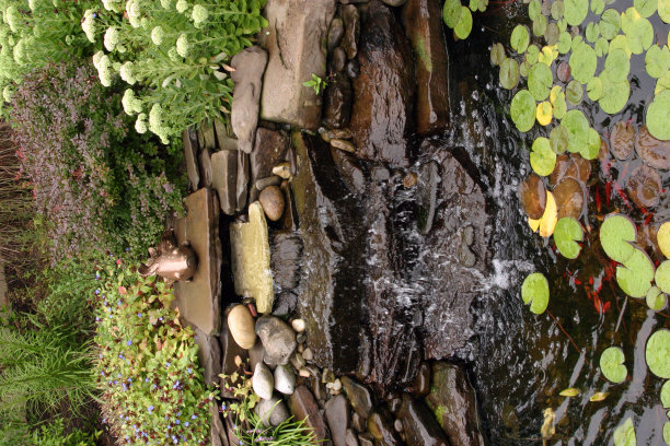 植物充满后院花园池塘绿洲图片下载