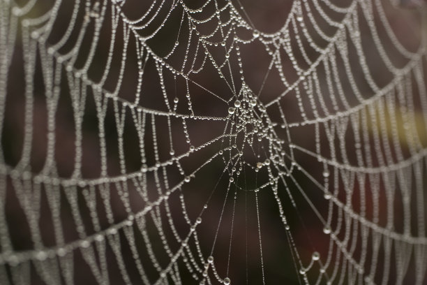 蜘蛛网图片下载