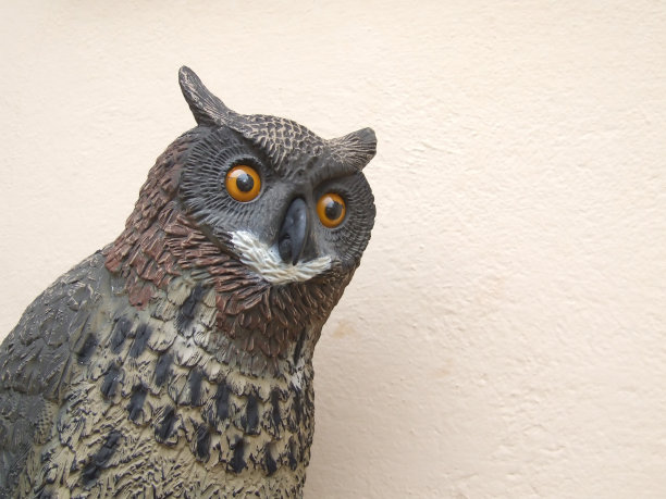 塑料猫头鹰图片下载
