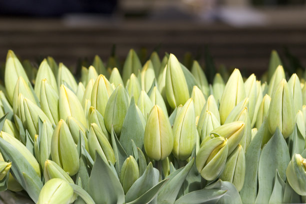 郁金香图片下载