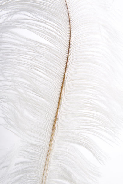 白色的羽毛图片下载