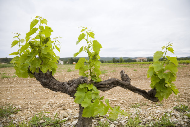小道消息图片下载