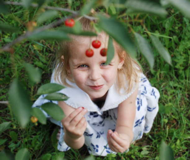 美味的樱桃图片下载