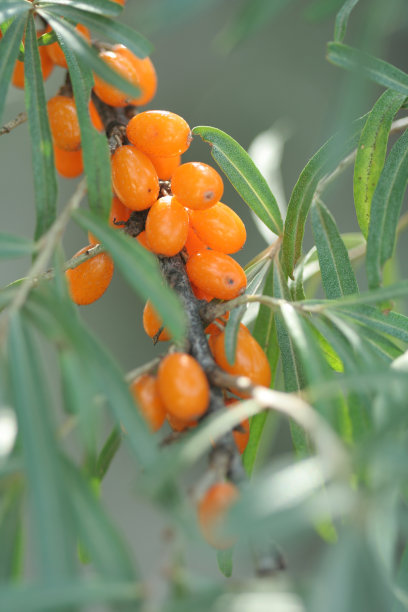 沙棘浆果图片下载
